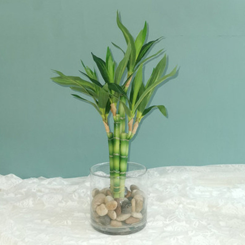 New 40cm rFtificial Lucky Bamb - Echeveria Succulent 리뷰 및 가격