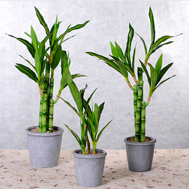 New 40cm rFtificial Lucky Bamb - Echeveria Succulent 리뷰 및 가격