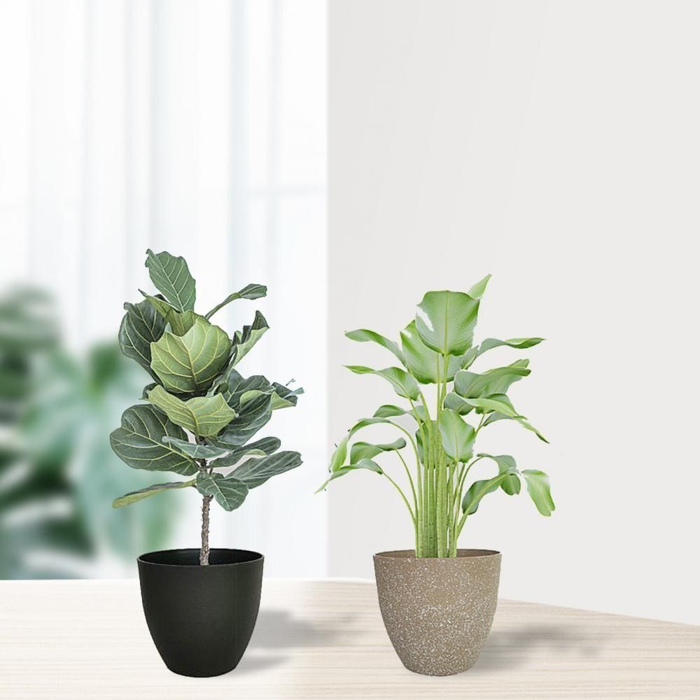 Frosted Imitation Stone Flower - Aloe Vera Pot 리뷰 및 가격