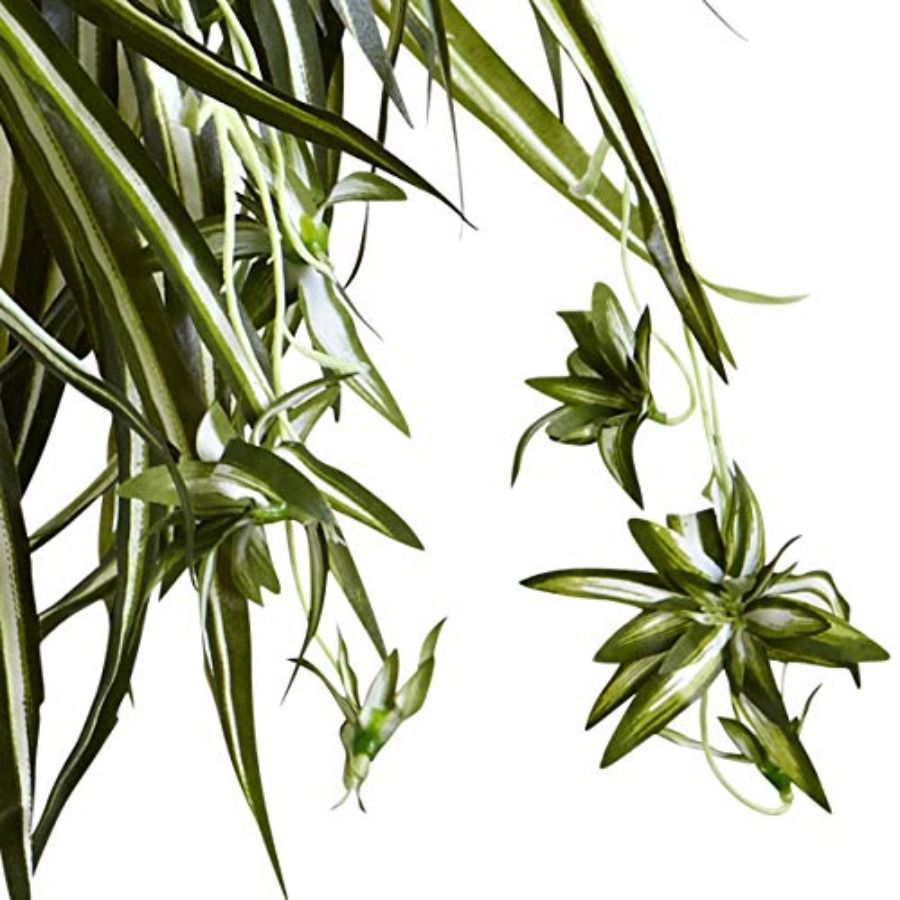 Spider Plant Hanging Basket fo - Spider Plant Hanging 리뷰 및 가격