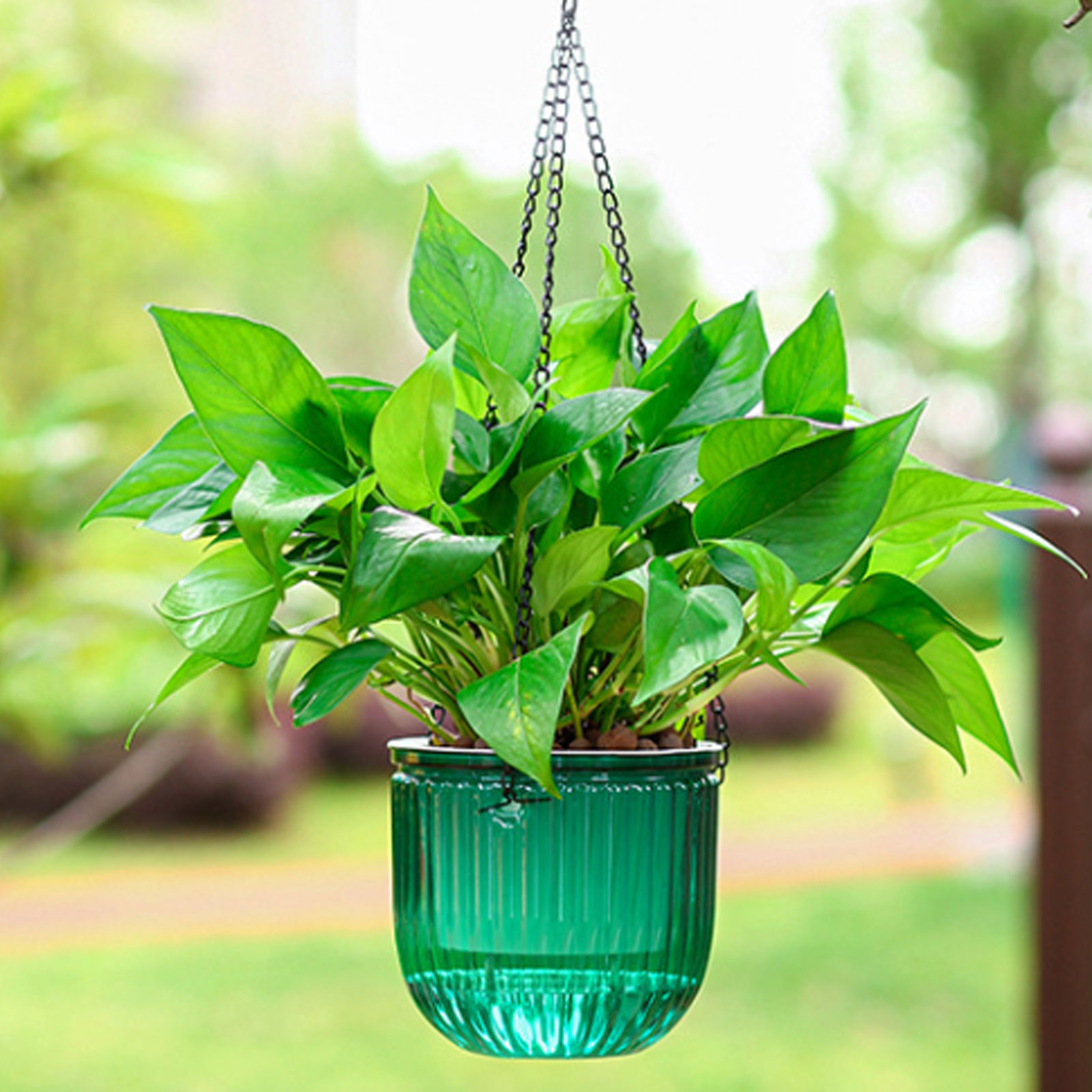 Automatic Self Watering Plant  - Spider Plant Hanging 리뷰 및 가격