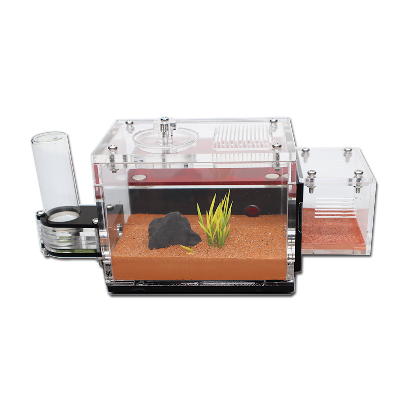 Yellow Soil Ant Farm with Exte - Begonia Rex 리뷰 및 가격