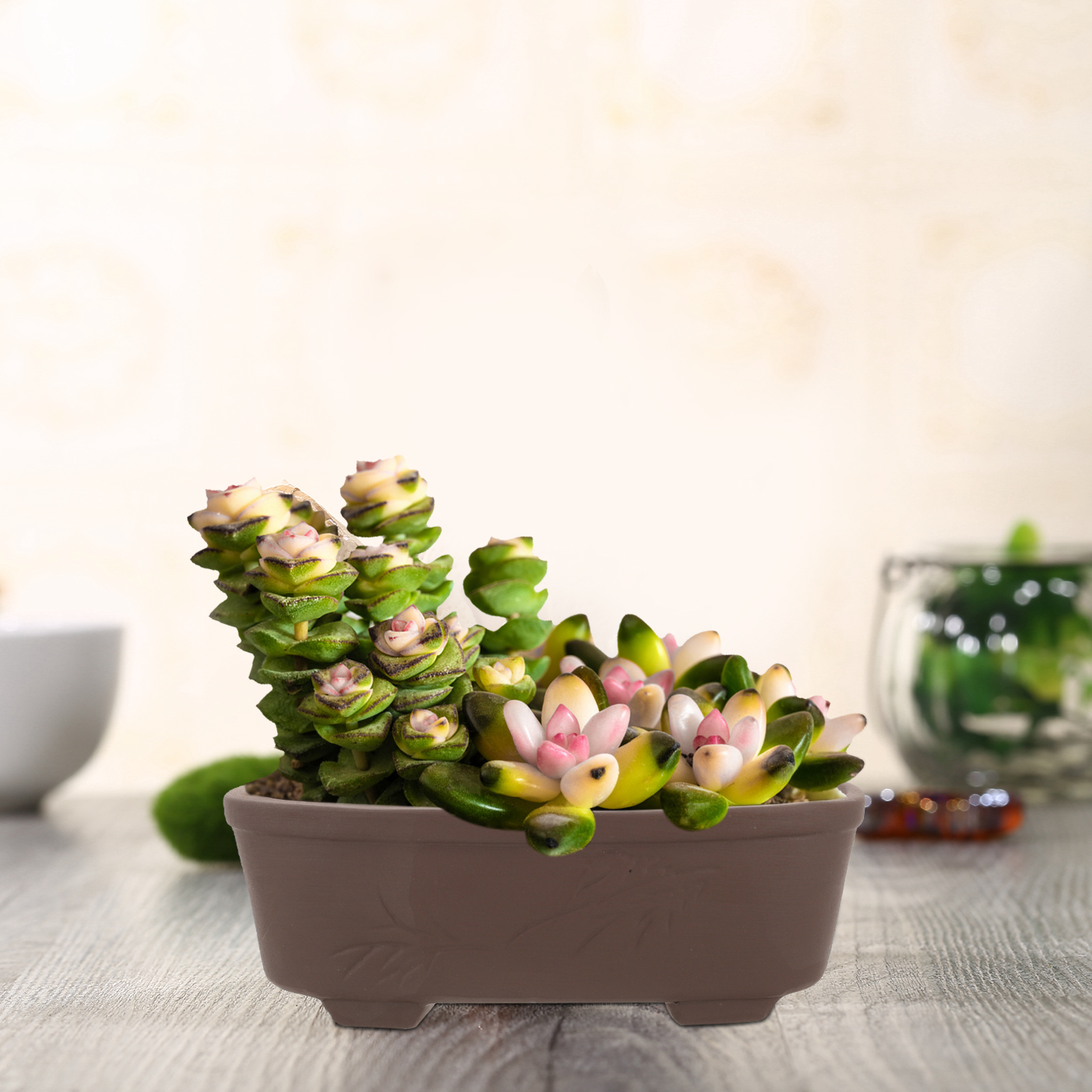 Handmade Vintage Style Clay Te - Pilea Peperomioides 리뷰 및 가격