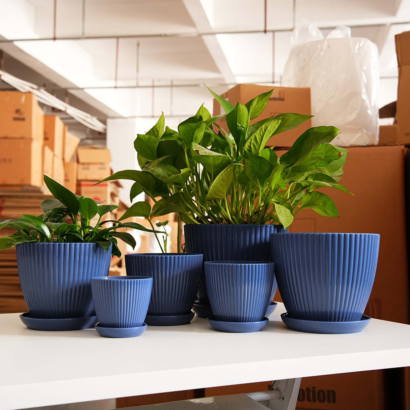 Vertical Striped Thickened Pla - Aloe Vera Pot 리뷰 및 가격