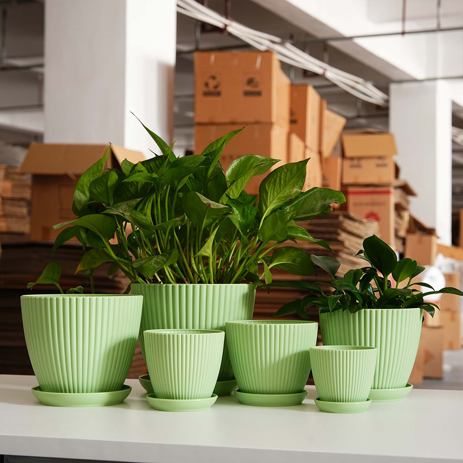 Vertical Striped Thickened Pla - Aloe Vera Pot 리뷰 및 가격