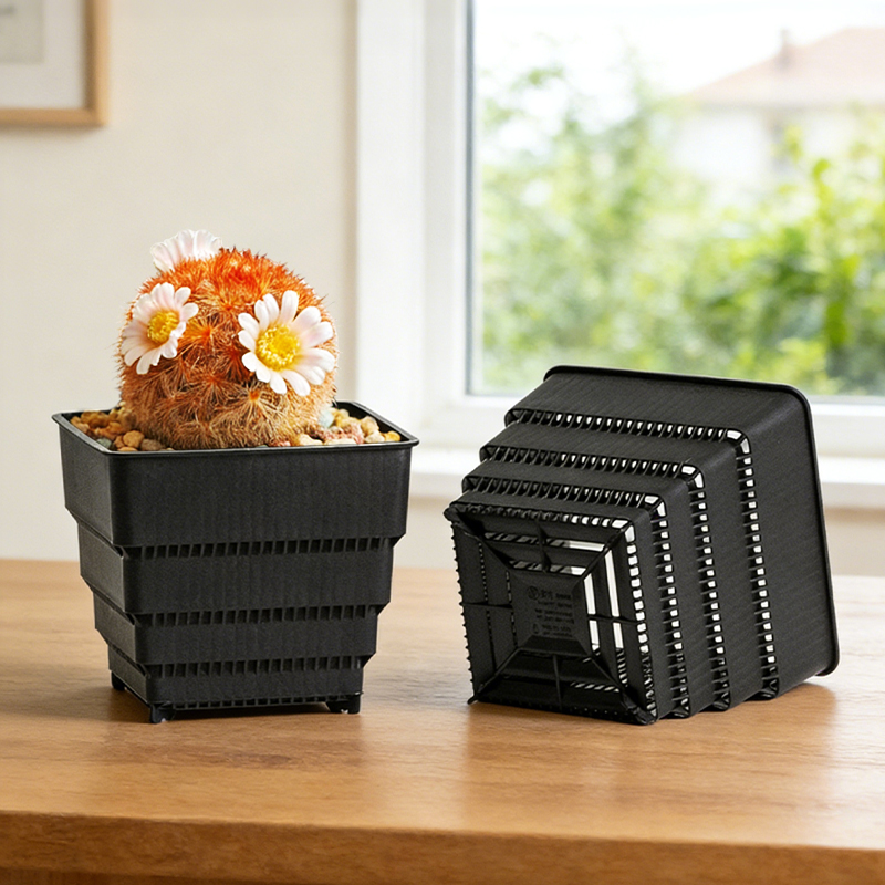 MESHPOT 6-Pack Square Pots for - Echeveria Succulent 리뷰 및 가격