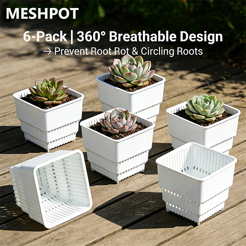 MESHPOT 6-Pack Square Pots for - Echeveria Succulent 리뷰 및 가격