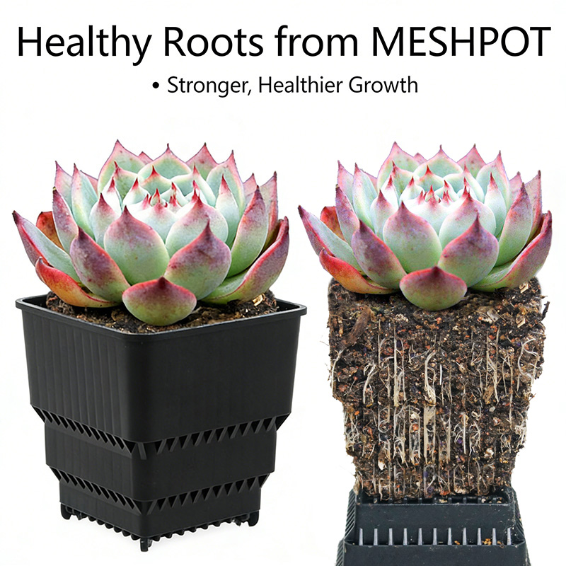 MESHPOT 6-Pack Square Pots for - Echeveria Succulent 리뷰 및 가격