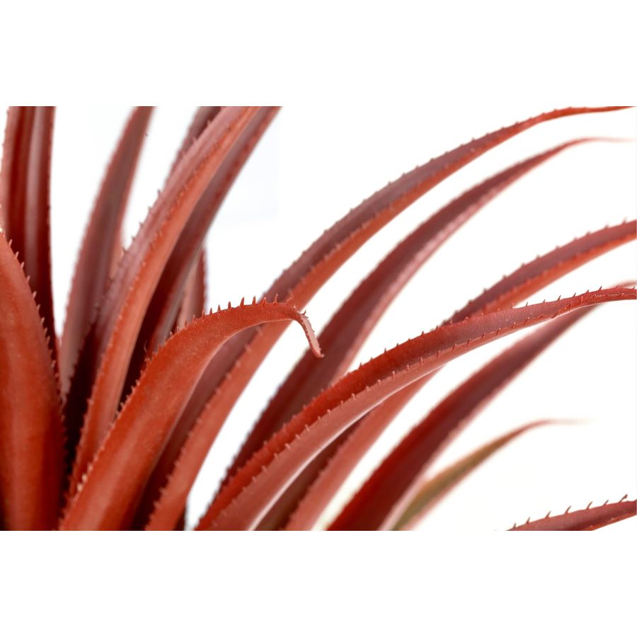 Hyper Realistic Big Red Artifi - Aloe Vera Pot 리뷰 및 가격