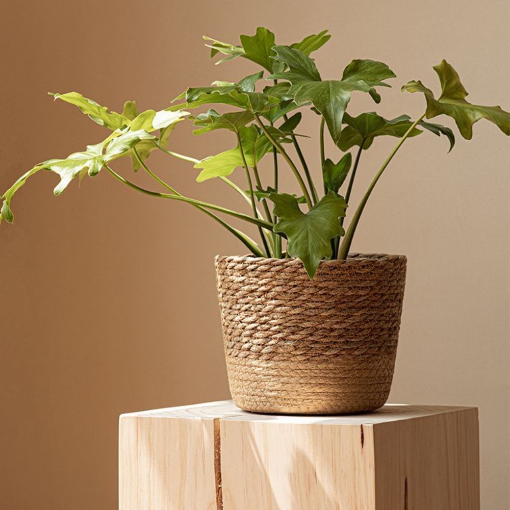 Straw Weaving Flower Plant Pot - Aloe Vera Pot 리뷰 및 가격