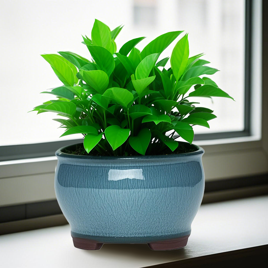 Ceramic Garden Planter Pots Ce - Aloe Vera Pot 리뷰 및 가격