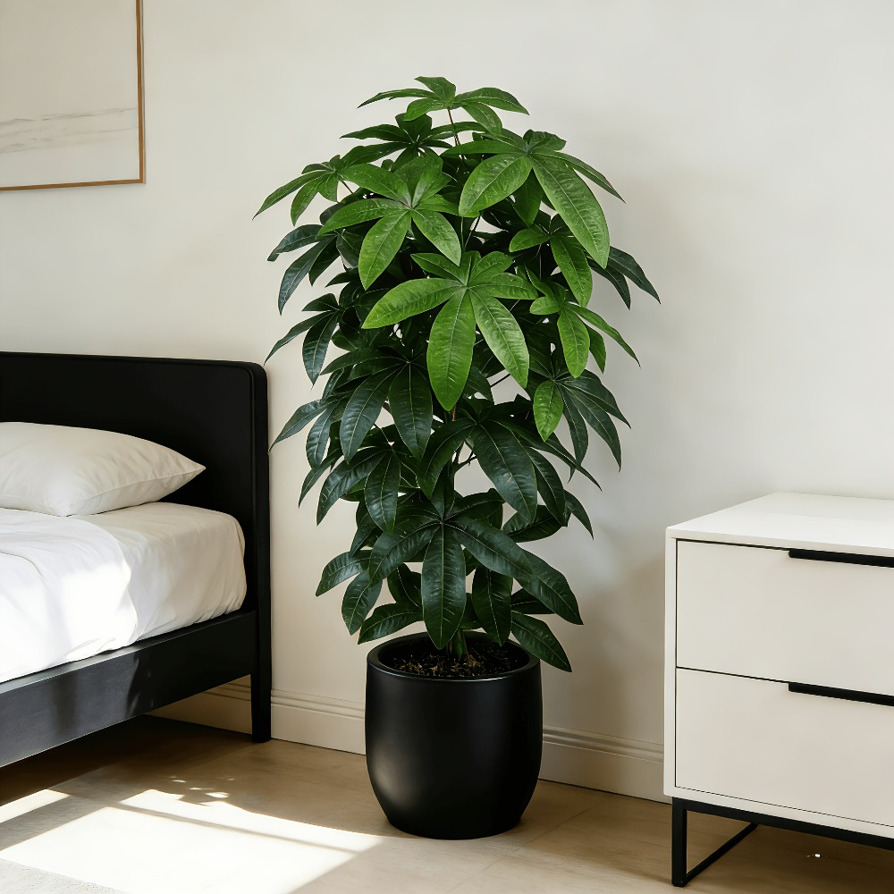 An Artificial Money Tree Pachi - Dracaena Marginata 리뷰 및 가격